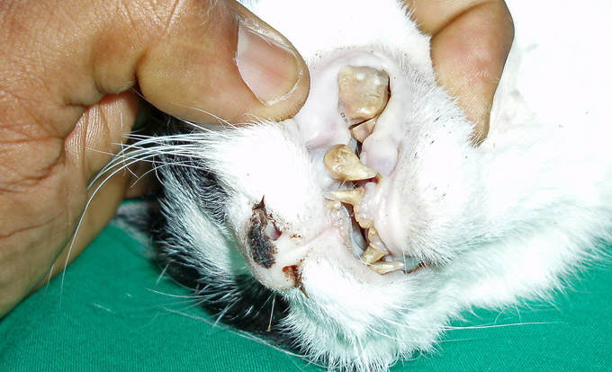 Katze Frisst Nach Zahnsteinentfernung Nicht